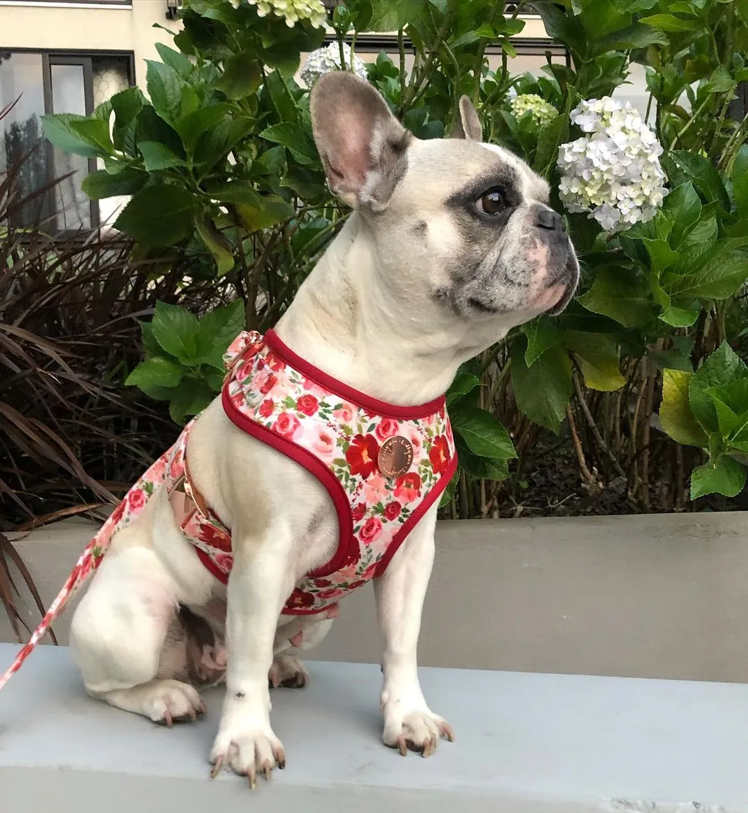 Velvet Harness // Holly Floral